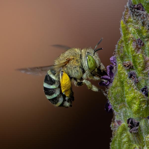Blue Banded Bee