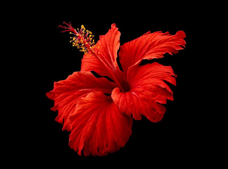 Hibiscus