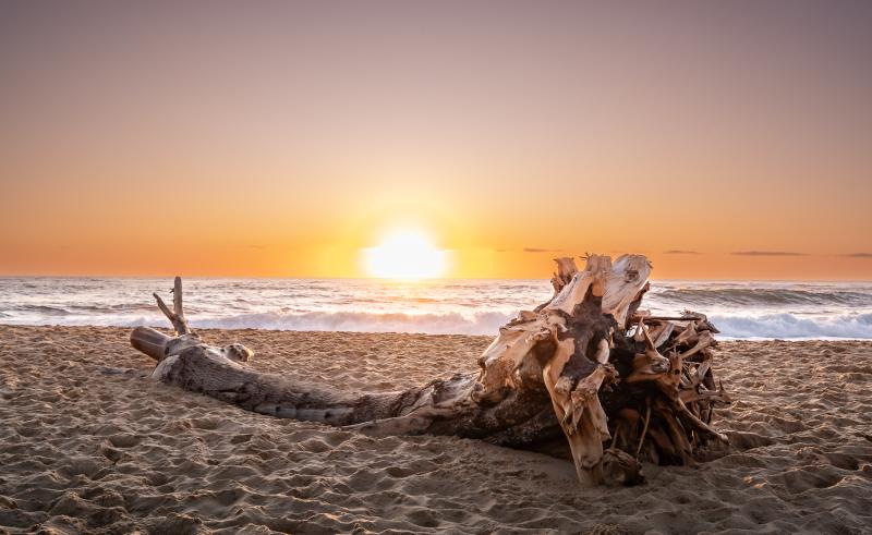 Driftwood Tree