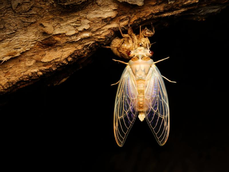 Emergence