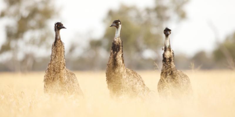 Emu plains