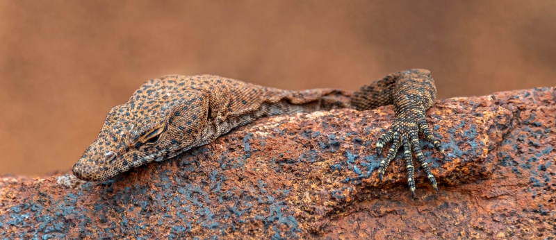 Pilbara Monitor