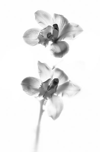 Luminous Orchids
