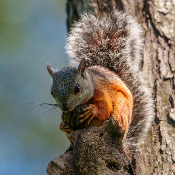 Variegated squirrel feeding