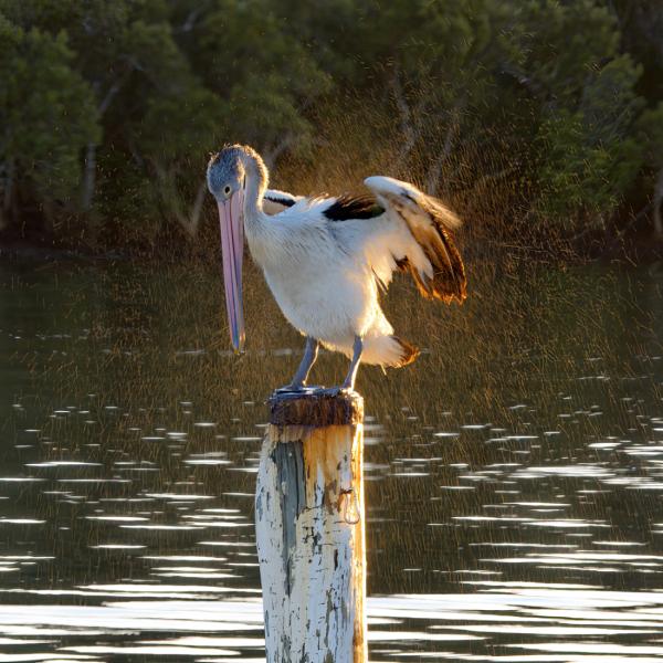 Pelican Spray Sunrise
