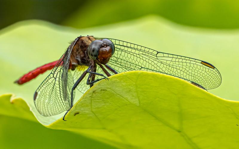 Red Skimmer