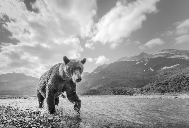 Wild Alaska