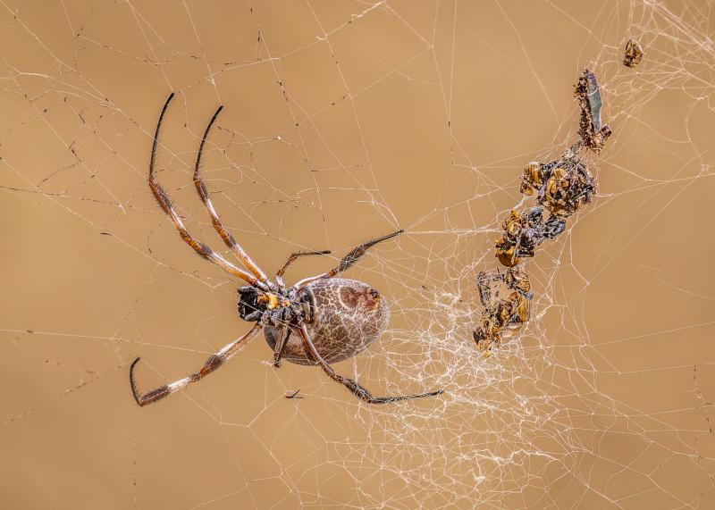 008_On the Web