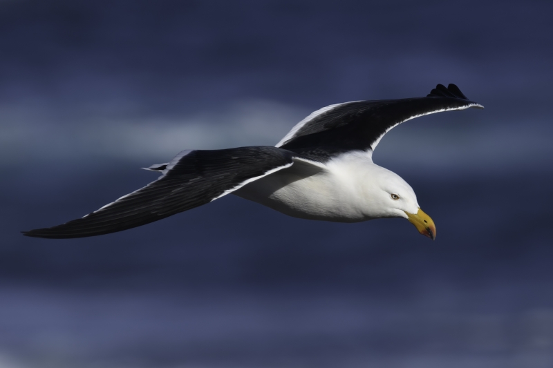 Pacific Gull