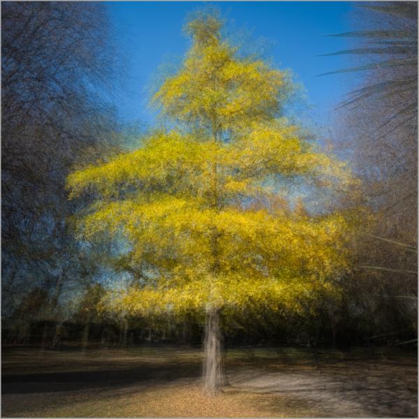 Ginkgo Dreamscape