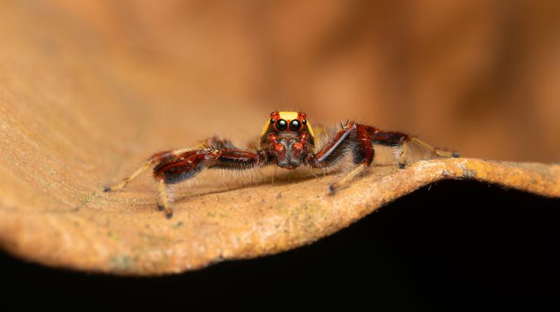 Telamonia dimidiata