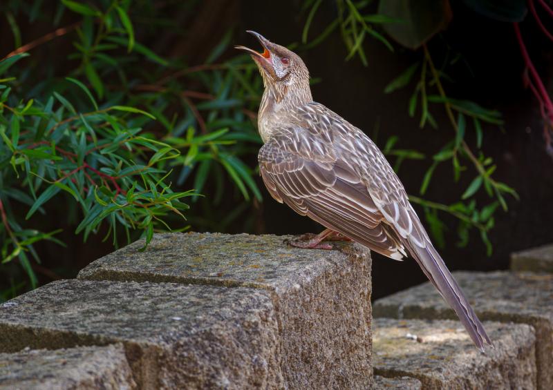 Hot Wattlebird