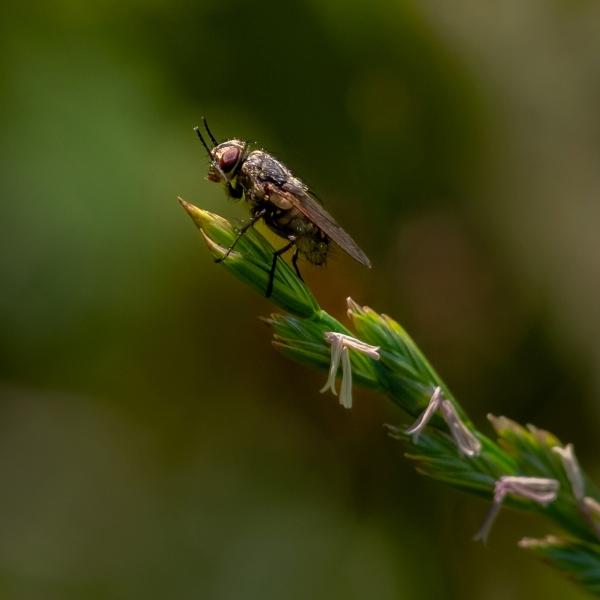 193 5 Bush Fly