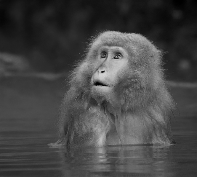 Japanese macaque