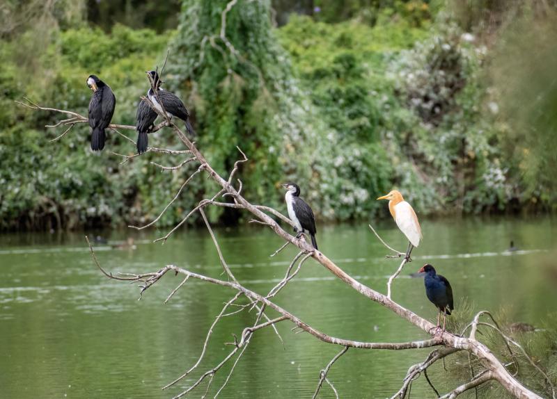 Communal perch