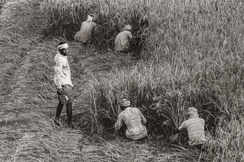Rice Harvest
