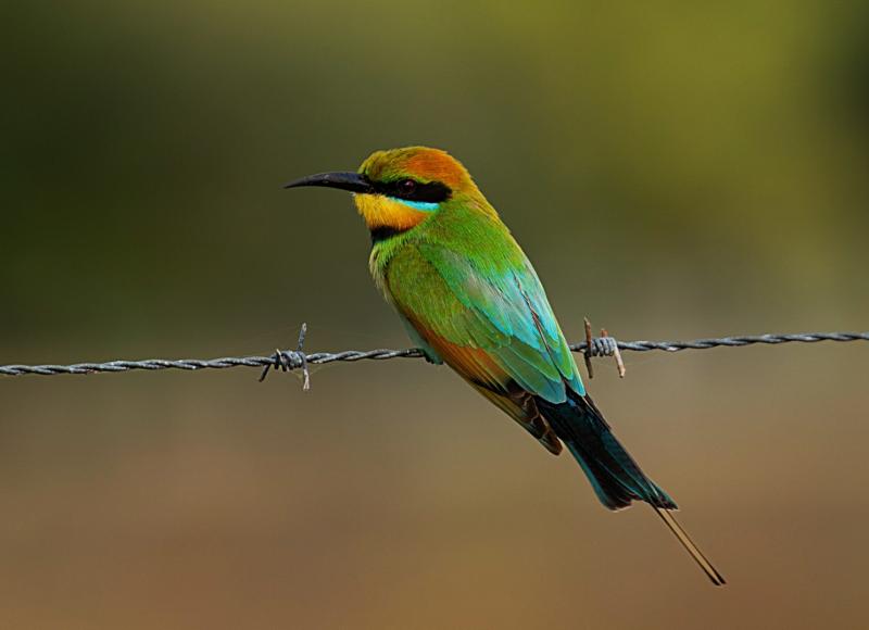 Rainbow-bee-eater