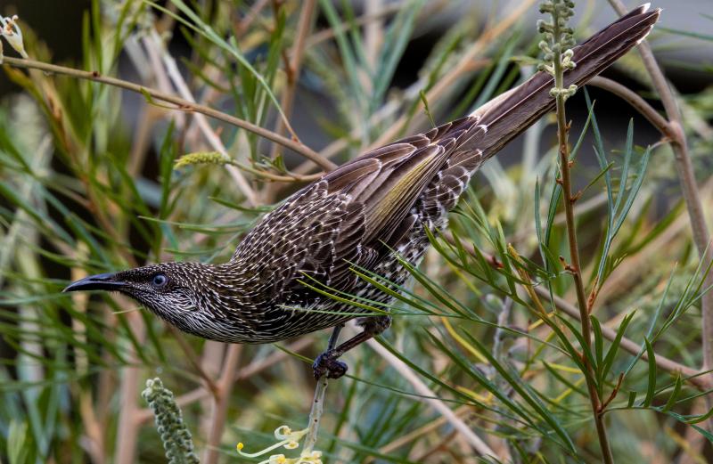 Little Wattlebird