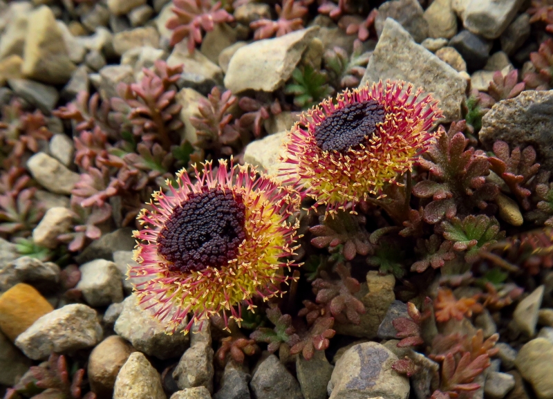 Leptinella atrata ss luteola