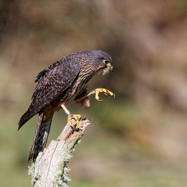 Falco novaeseelandiae