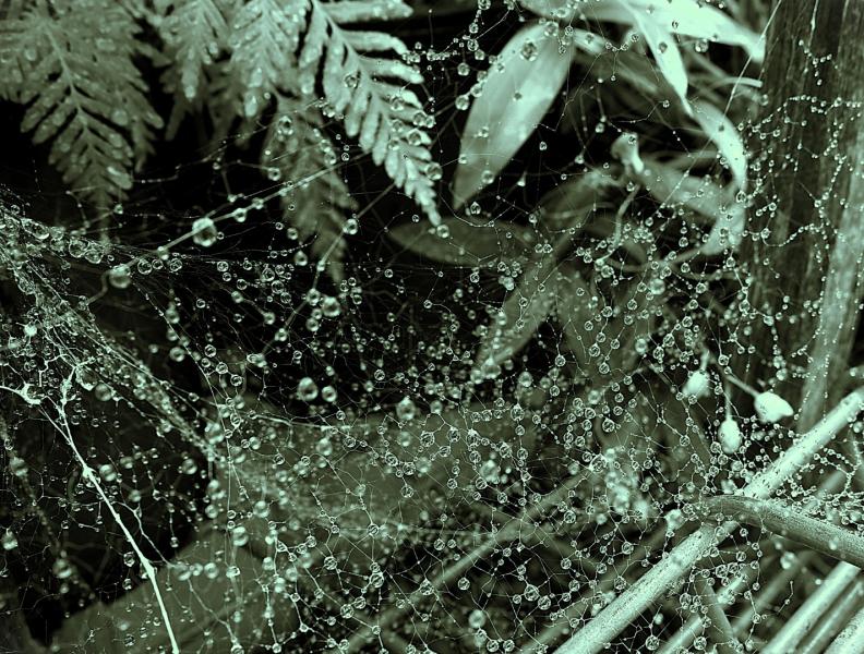 Decenber Rain