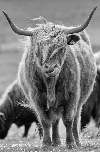 Hairy One Eared Slobberer
