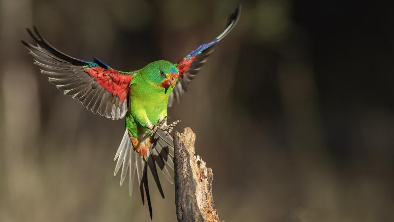 Swift Parrot - Here I come