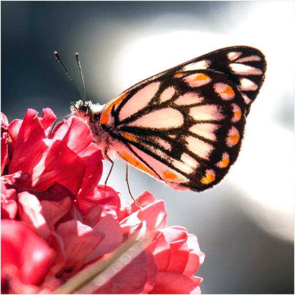 Butterfly in the Sunshine