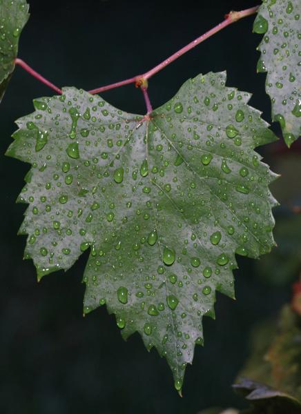 Drops of Grapes
