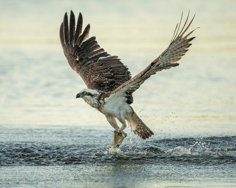 Osprey with its catch