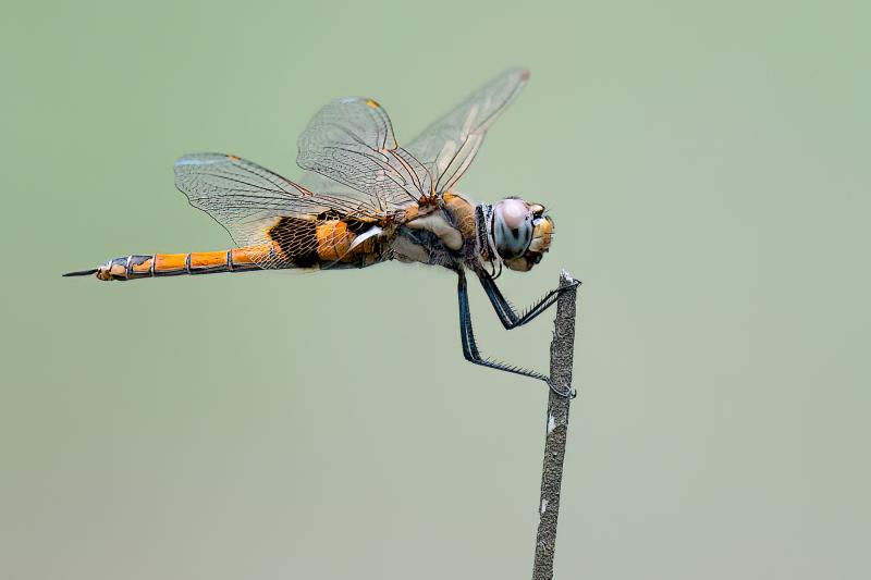 Female Wandering Pennant Dragonfly