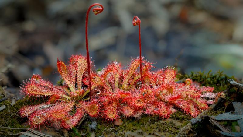 Sticky Sundew