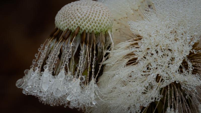 Fractal Bloom