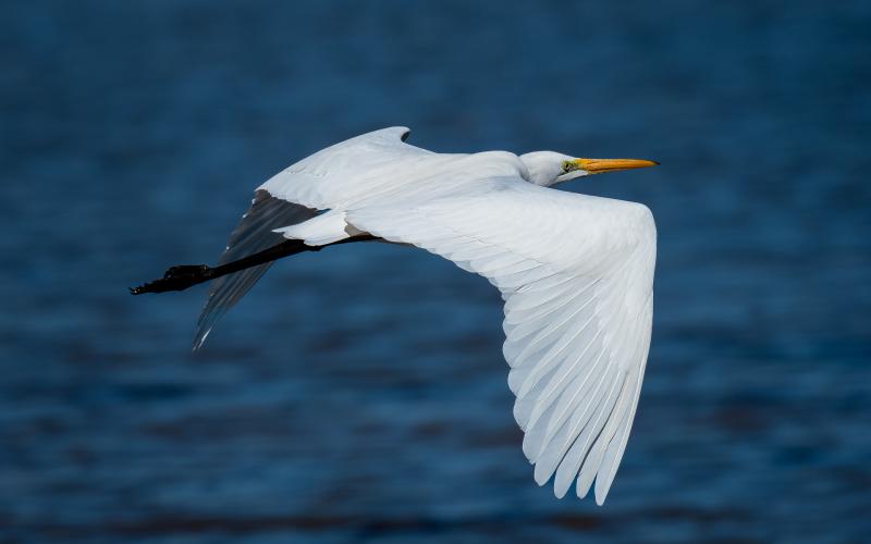 Flying Eastern Great Egret