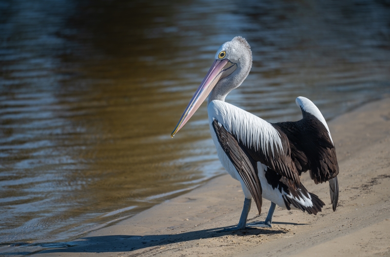 Pelican