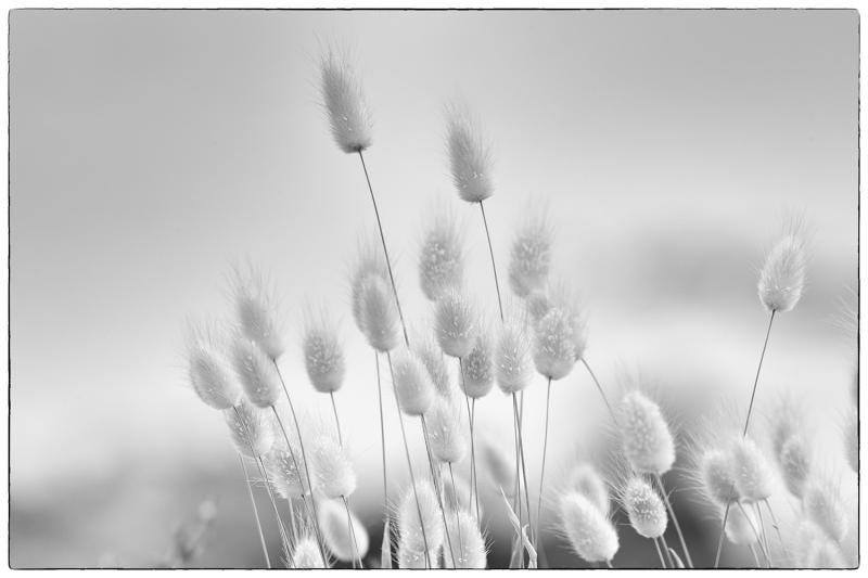 Whispers of the Breeze