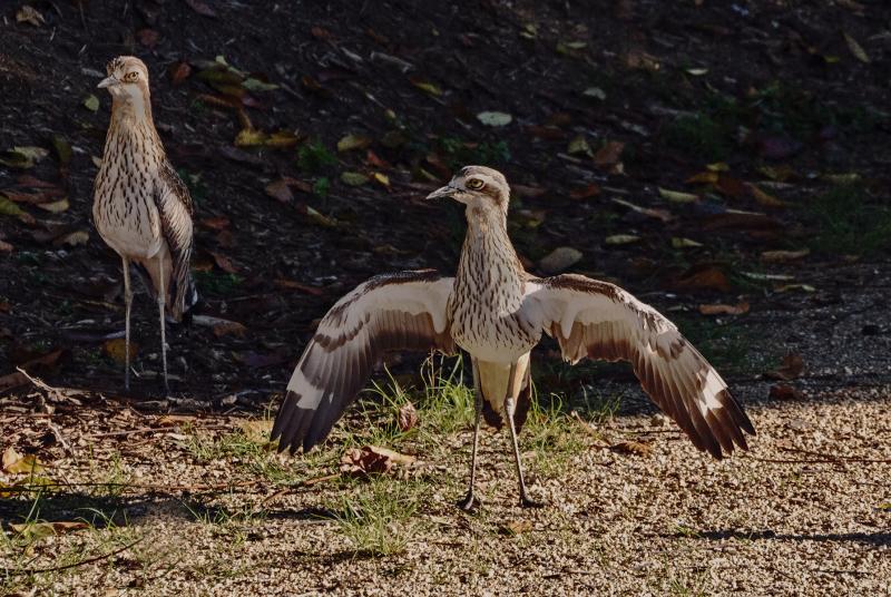 Bush Stone-Curlews