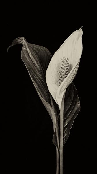 The day of the triffid
