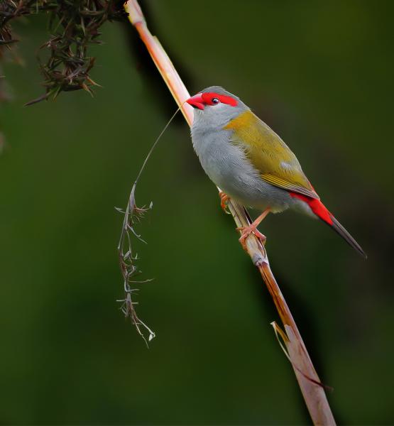 RED BROWED FINCH