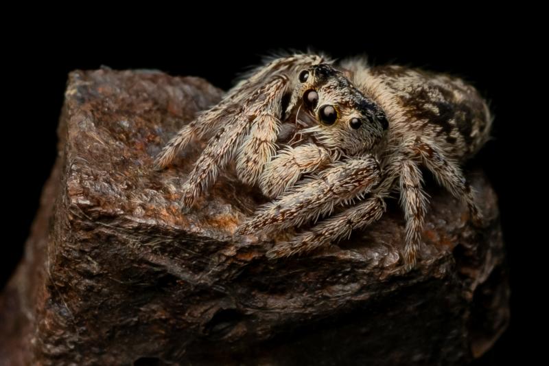 Tiny Jumper