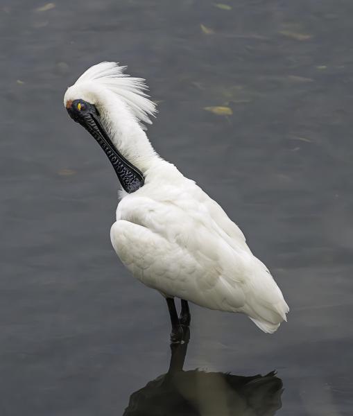 Preening Spoonbill