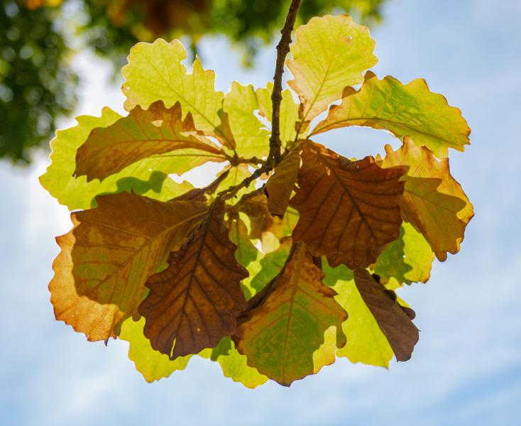 Autumn Leaves Japaenense Garden