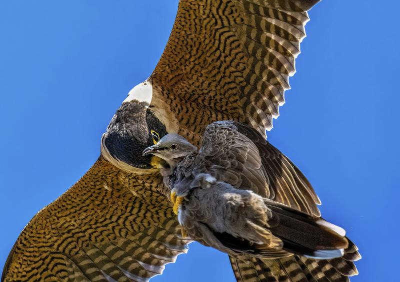 Sparrow Hawk taking Dove
