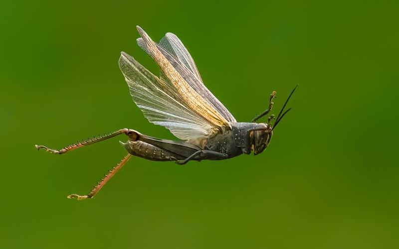 Flying grasshopper
