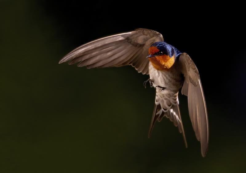 Swallow
