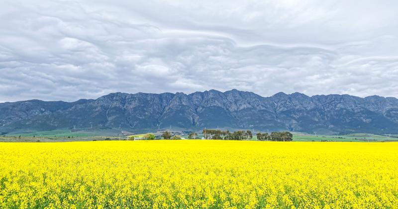 Canola fields in Tulbagh