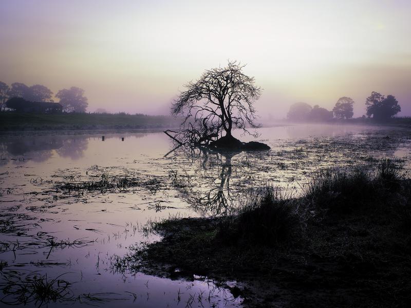 One Tree