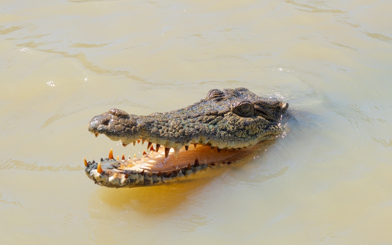 Crocodylus porosus
