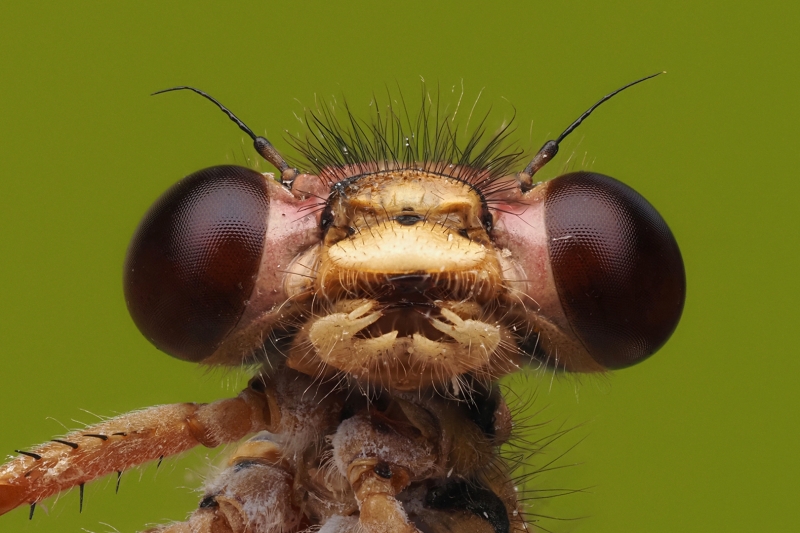 Xanthocnemis zealandica