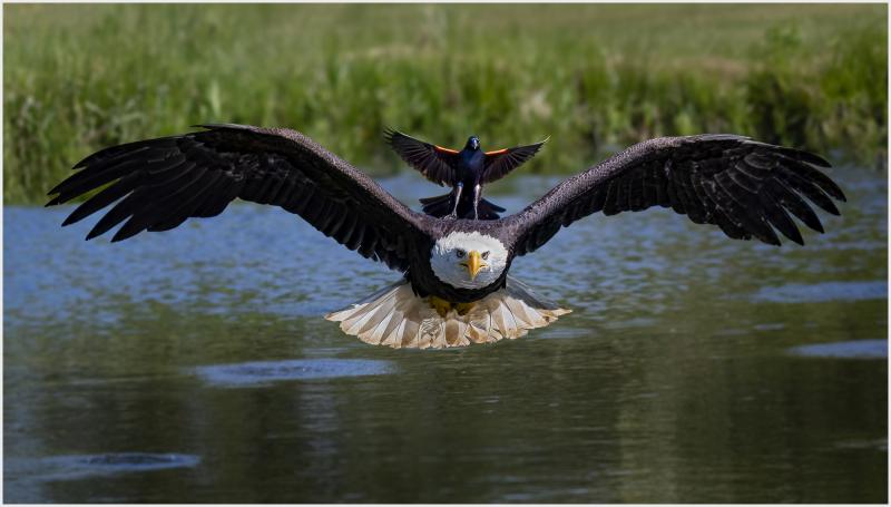 Bald Eagle Surfing